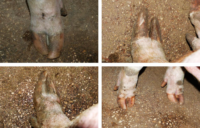 Photo 3: Hooves before correction.
