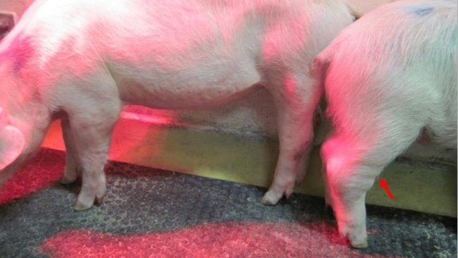 Fot. 1. Przewlekła postać afrykańskiego pomoru świń (ASF). Strzałka wskazuje na obrzęk stawów. Źródło: Walczak et al. Pathogens, 2020,9, 237