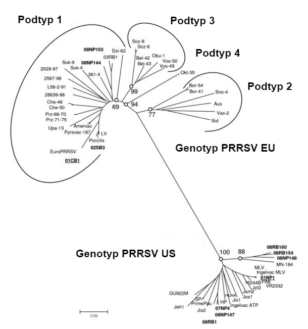 Ryc. 1.&nbsp;Pokrewieństwo filogenetyczne wirus&oacute;w PRRS, sekwencje ORF 5 ilustrujące r&oacute;żnicę genetyczną między PRRSV typu 1 (genotyp UE) i PRRSV typu 2 (genotyp USA). Źr&oacute;dło Amonsin, A., Kedkovid, R., Puranaveja, S.&nbsp;et al. (2009)
