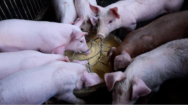 Probiotyki mogą lepiej modulować mikroflorę młodego zwierzęcia niż dojrzałej świni.
