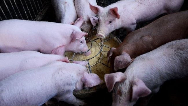 Probiotyki mogą lepiej modulować mikroflorę młodego zwierzęcia niż dojrzałej świni.
