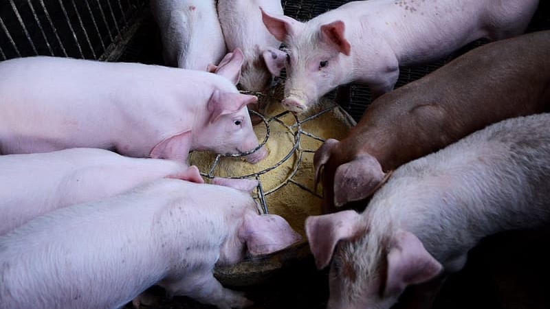 Probiotyki mogą lepiej modulować mikroflorę młodego zwierzęcia niż dojrzałej świni.
