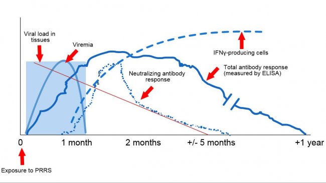 Schemat wykrywania wirus&oacute;w i przeciwciał po ekspozycji na PRRS: poniższy wykres przedstawia zmiany stężenia (oś Y) w czasie (oś X) r&oacute;żnych analit&oacute;w używanych w testach. Po ekspozycji na wirusa PRRS we krwi świń znajduje się wirus (wiremia), kt&oacute;ry często utrzymuje się od 2 do 4 tygodni, w zależności od wieku i stanu odporności świni. Serokonwersja (wykrywanie przeciwciał) zwykle występuje w okresie od 7 do 10 dni po ekspozycji i utrzymuje się przez kilka miesięcy, zanim zwierzę stanie się seronegatywna. Przeciwciała neutralizujące pojawiają się od 4 do 6 tygodni po ekspozycji (L&oacute;pez i Osorio, 2004).
