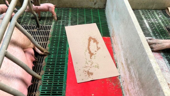 Fot.1. Praktyczna metoda wychwytywania biegunki, maty papierowe stosowane w celu zapewnienia suchości prosiąt i komfortu przy porodzie. Maty te pozostawia się w porodówce i jeśli wystąpi biegunka, prosięta zabrudzą matę i można jej użyć do przygotowania mieszanki, która będzie ponownie podawana lochom.