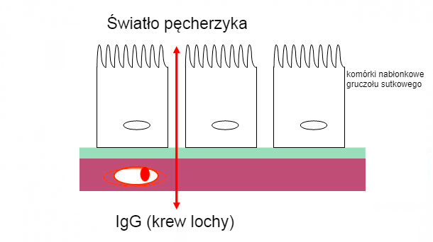 Ryc 2. Schematyczna ilustracja ścisłych połączeń między kom&oacute;rkami gruczołu mlekowego podczas fazy siary.
