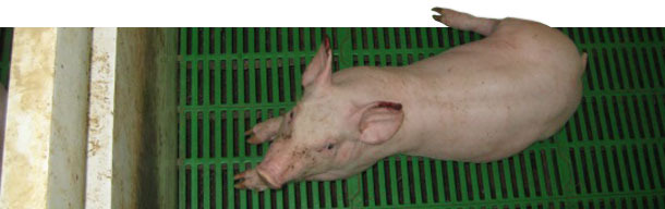 Piglet with advanced necroses on the tip of the ears complicated by a secondary infection.