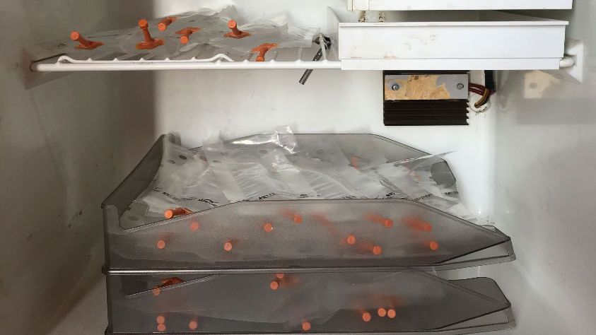 Fot. 1. Umieszczenie dawek na tackach ułożonych jedna na drugiej w celu uniknięcia niewłaściwej sedymentacji plemnik&oacute;w oraz ułatwienia okresowego ruchu w celu homogenizacji.
