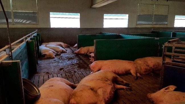 Zdjęcie 1. Ważne jest, aby odpowiedzieć na zwiększone potrzeby żywieniowe, które hiperplenne lochy mają pod koniec ciąży, aby zmniejszyć problemy u noworodków prosiąt po oproszeniu.