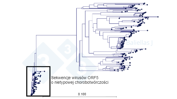 Ryc. 1: Drzewo filogenetyczne z historią sekwencji ORF5 wykrytych w danym regionie przez 4 lata.
