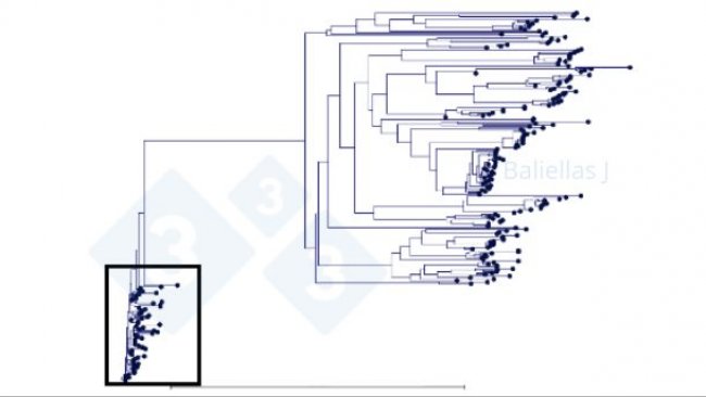 Ryc. 1: Drzewo filogenetyczne z historią sekwencji ORF5 wykrytych w danym regionie przez 4 lata.
