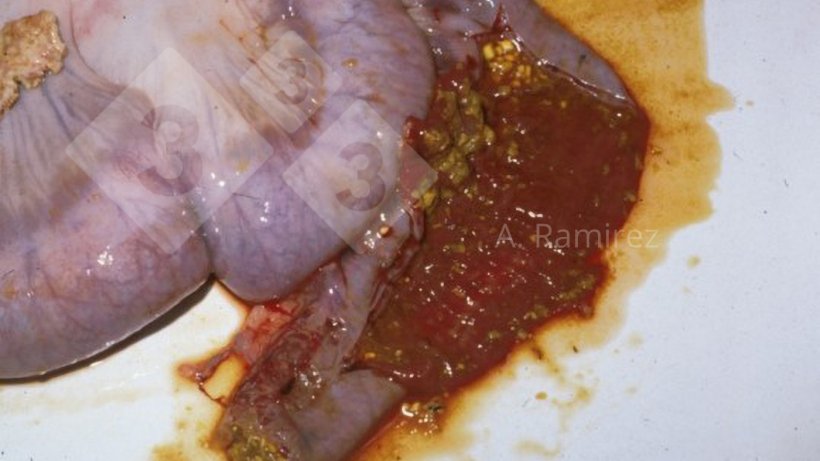 Fot. 1.&nbsp;Zdjęcie jelita krętego świni z nadostrym zapaleniem,&nbsp;ukazujące nieco rozdęte jelita z krwotoczną treścią jelitową zmieszaną z częściowo strawioną paszą.
