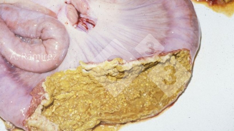 Fot. 3. Zdjęcie jelita krętego świni przedstawiające martwiczą błonę przyczepioną do powierzchni błony śluzowej jelita.
