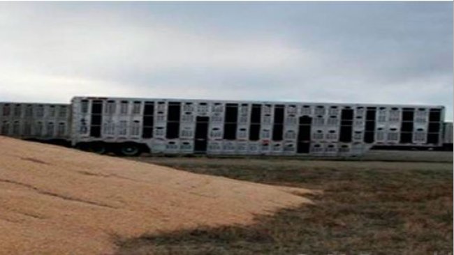 Zdjęcie 2. Bliskie sąsiedztwo skażonych pojazdów transportowych i zewnętrznych magazynów kukurydzy. Dzięki uprzejmości dr Douga McDougalda.