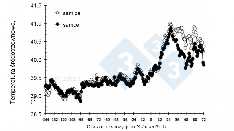 Ryc. 2. Wpływ płci na reakcję temperatury śr&oacute;dotrzewnowej na doustną prowokację Salmonella typhimurium.&nbsp;U samic odnotowano&nbsp;(P &lt; 0,001)&nbsp; większą reakcję temperaturową niż u samc&oacute;w wieku od 36 do 63 dni&nbsp;i 72 godziny po prowokacji(after Burdick Sanchez et al., 2017).

