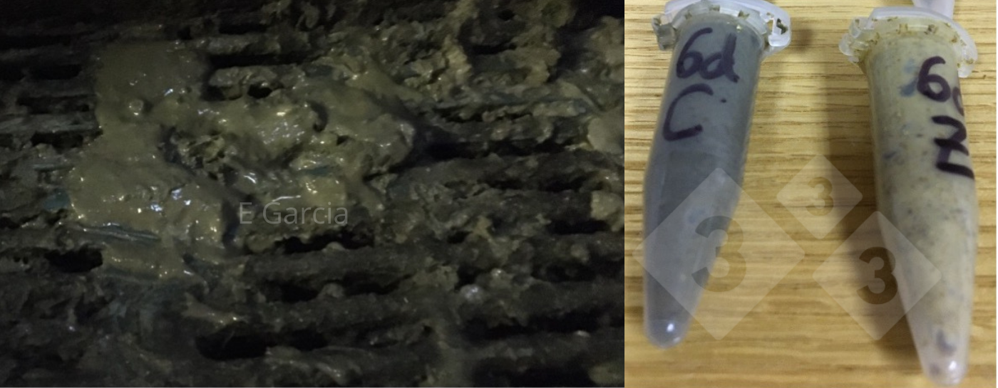 <p>Ryc. 2.&nbsp;Po usunięciu lek&oacute;w podawanych w paszy, w tym ZnO, zauważysz ciemniejszy i luźniejszy kał. To potrwa tydzień po odsadzeniu. Jeśli jednak nie wystąpią żadne nowe ogniska choroby, to minie, a prosięta nadrobią zaległości. Prob&oacute;wki pokazują kał w obrębie tej samej fermy z (Z) i bez ZnO (C) 6 dni po odsadzeniu.</p>
