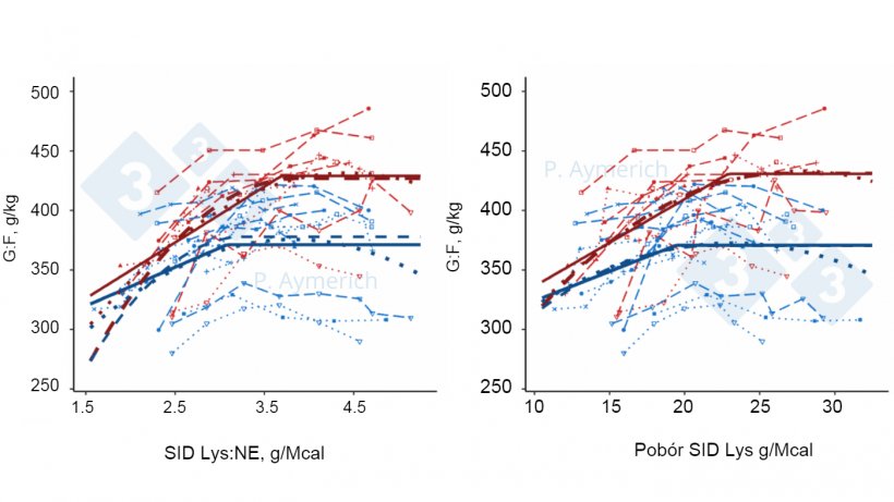 Wykres 2. Modelowanie wpływu stosunku lizyny do energii oraz dziennego pobrania lizyny przez samce (czerwony) i samice (niebieski) w tuczu na efektywność wykorzystania paszy.&nbsp;(Aymerich et al., 2021).
