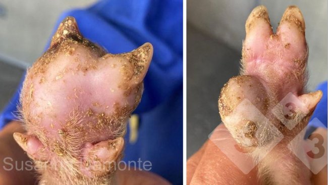 Rycina 2. Uszkodzenie podeszwy 15-dniowego prosięcia.