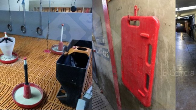 Ryc. 2. Przygotowanie pomieszczenia przed przybyciem prosiąt oraz utrzymywanie całego sprzętu w porządku i czystości ma ogromne znaczenie pod względem higieny, wydajności i komfortu dla prosiąt.