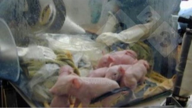 Ryc. 1. Uzyskiwanie świń wolnych od wszystkich wykrywalnych mikroorganizmów (germ free)