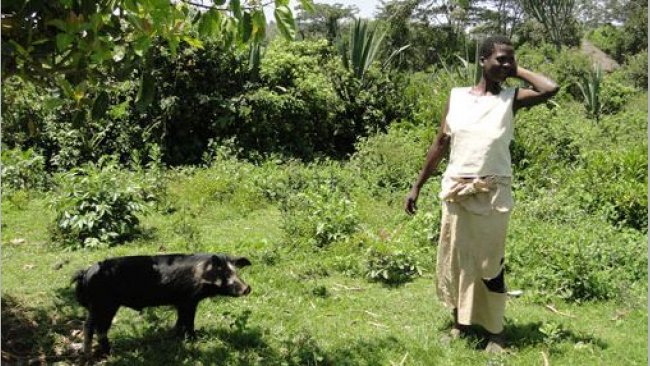 Świnia została przywiązana do drzewa, aby uniknąć szkód okolicznych upraw w Homa Bay, Kenia