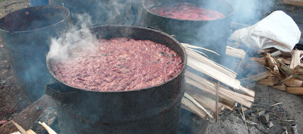 Gotowanie resztek pożywienia dla świń w fermie pół-komercyjnej, Kiambu, Kenia
