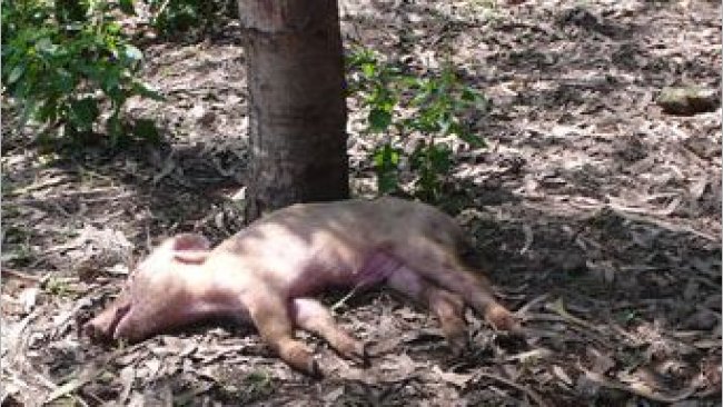 Wyrzucona martwa świnia, nie poddana odpowiedniej utylizacji