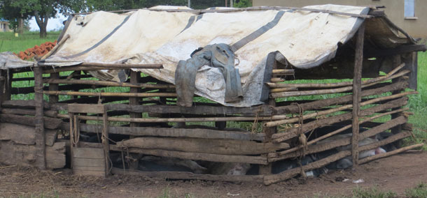 Przykład nieprawidłowego utrzymania świń, Uganda