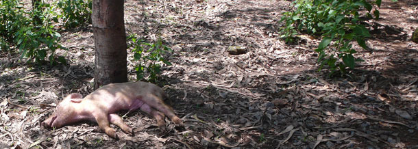 Wyrzucona martwa świnia, nie poddana odpowiedniej utylizacji 