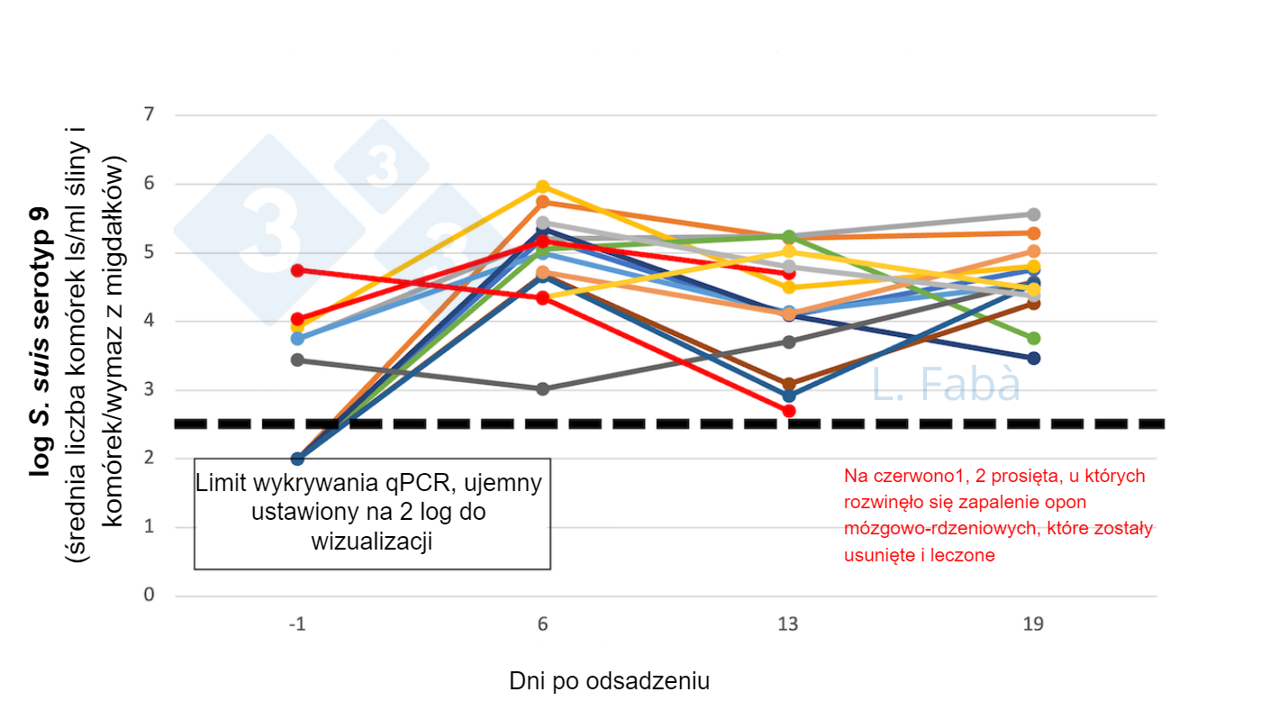 <p>Rycina 2. S. suis s9 w jamie ustnej przed i po odsadzeniu. Liczba S. suis serotypu 9 (średnia wymaz z migdałk&oacute;w i śliny) zmienia się po odsadzeniu dla 15 prosiąt z 3 r&oacute;żnych miot&oacute;w (przydzielonych jako r&oacute;żne pochodzenie lochy 3/kojec przy odsadzeniu).</p>
