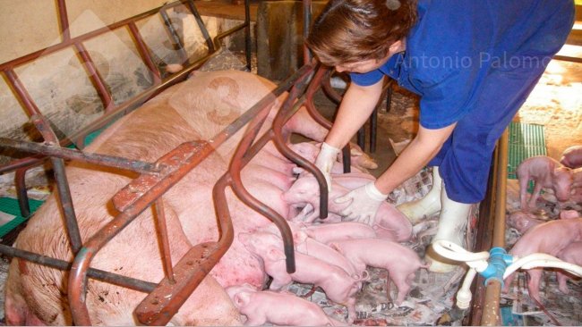 Fot 1. Prawidłowe spożycie siary u nowo urodzonych prosiąt (Palomo, A).