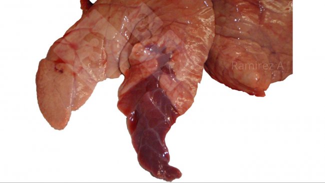 Ryc. 1. Zdjęcie przedstawiające klasyczne zmiany w części doczaszkowo- brzusznej związane z Mycoplasma hyopneumoniae (niediagnostyczne) i wieloma różnymi infekcjami bakteryjnymi, a także niektórymi infekcjami wirusem grypy A.