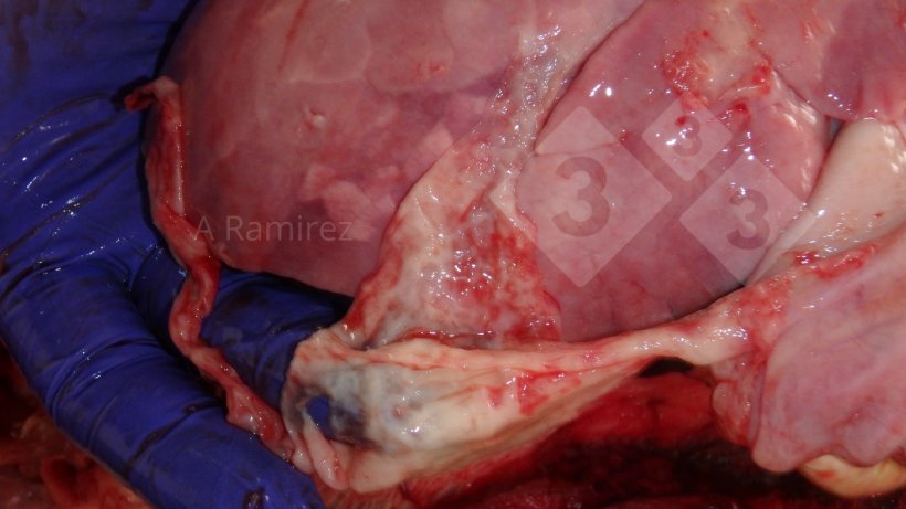 Ryc. 2: Obraz wł&oacute;knistego wysięku na powierzchni płuc. Pr&oacute;bki do pobrania do diagnostyki G. parasuis to wł&oacute;knik&nbsp;i miąższ płuc&nbsp;
