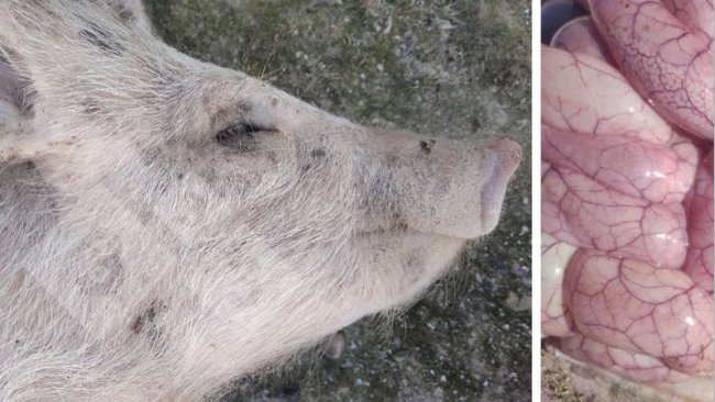 Fot. 3 i 4 Wygląd prosiąt i jelit dotkniętych kolibakteriozą