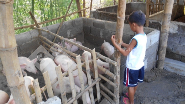 Fot. 2. Pasza dla świń musi być bezpieczna dla świń i ludzi
