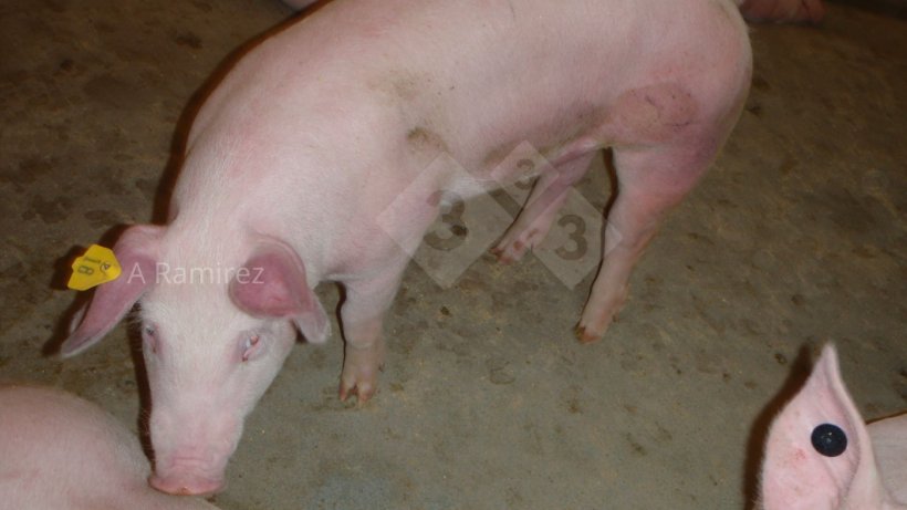 Fot. 1: Świnia z czerwonymi (przekrwionymi) uszami i brzuchem sugerującymi chorobę og&oacute;lnoustrojową
