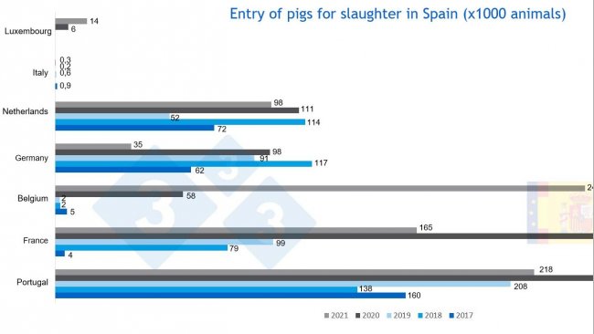 Wykres 3. Import świń na ub&oacute;j do Hiszpanii.&nbsp;Źr&oacute;dło: MAPA.
