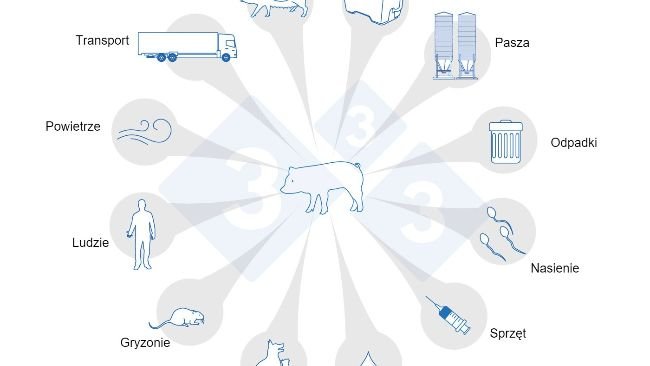 Ryc. 1. Drogi transmisji PRRS. Za: USSEC, 2021 and Broes & Boutin, 2002.