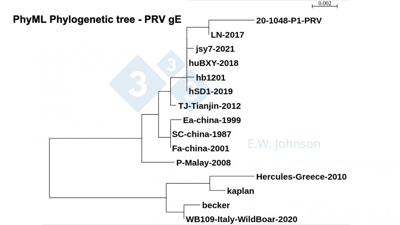 Ryc. 5.&nbsp;Drzewo filogenetyczne PhyML, PRV gE przedstawiające szczepy typu 1 (kaplan/becker -like), &quot;klasyczne&quot; szczepy typu 2 (Fa/SC/Ea-like) oraz szczepy o zwiększonej zjadliwości typu 2 (TJ/hb1201-like). Najnowsze PRV, ten przypadek [20-1048] i PRV ludzkiego zapalenia m&oacute;zgu hSD1-2019 łączą się w grupy z TJ/hb1201.
