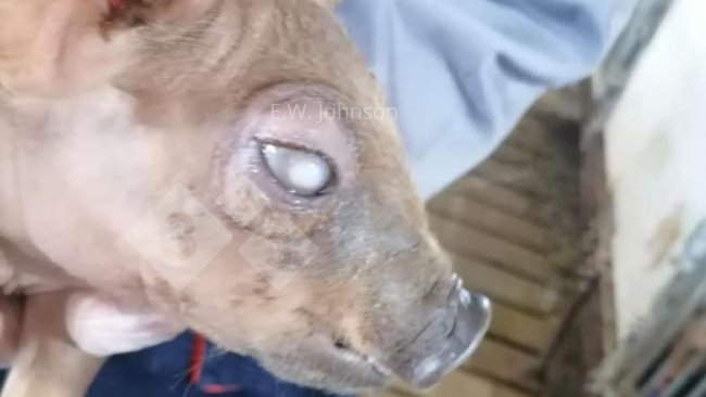 Ryc. 1. Świnia ze zmętnieniem rogówki.