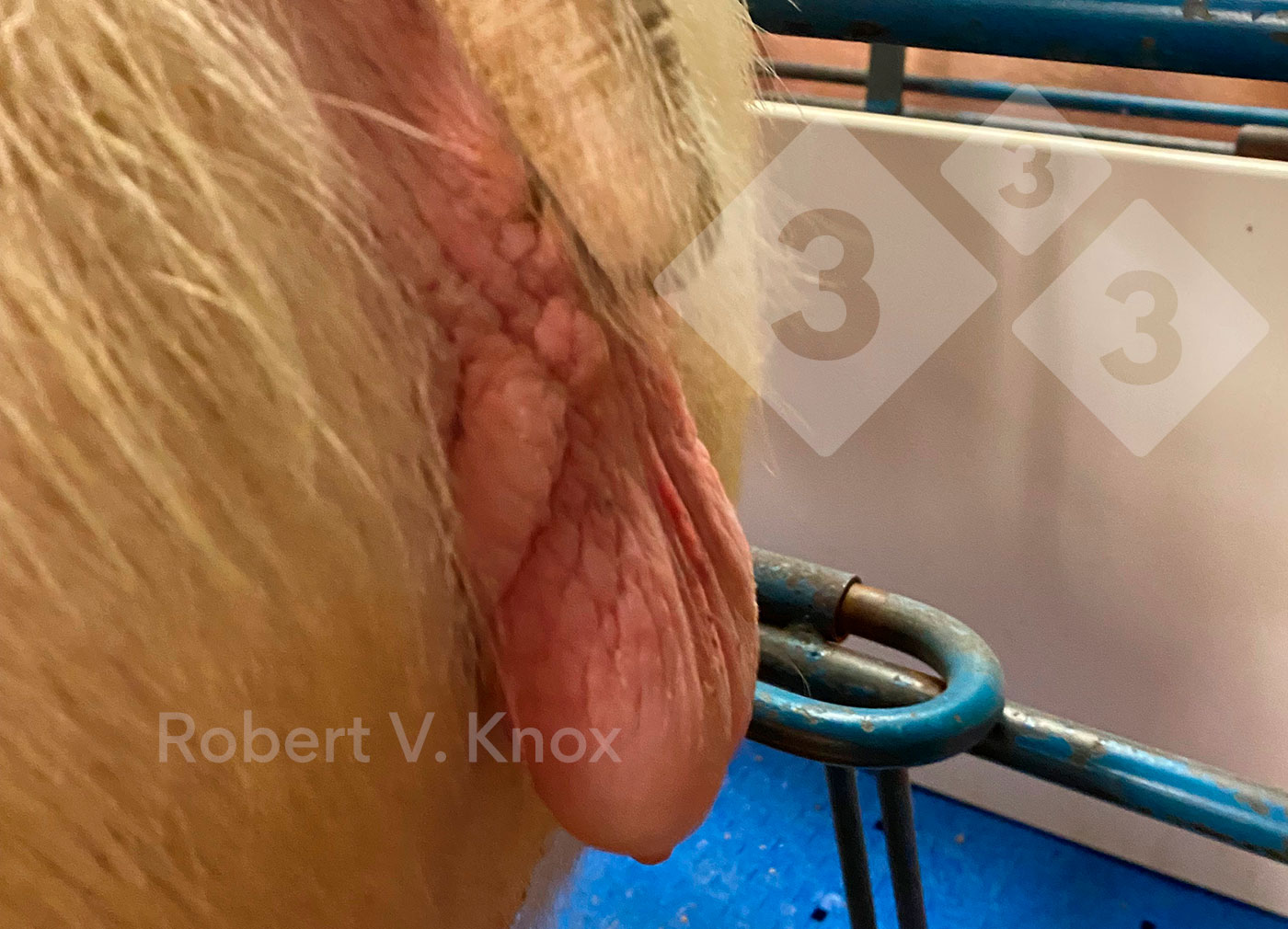 Obrzęk, zaczerwienienie i rozluźnienie sromu