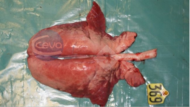 Zdjęcie 1. Płuco świni po doświadczalnym zakażeniu grypą A
