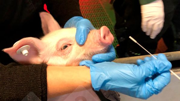 Fot. 1: Pobieranie wymazu z nosa od prosiąt (po lewej). Wymaz z nosa w pożywce chroniącej wirusa&nbsp;(po prawej).
