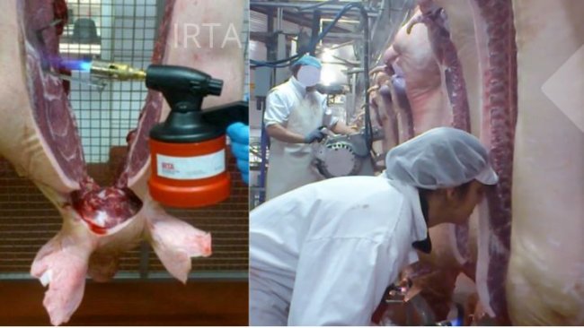 Ryc. 1:  Ocena tuszy i ocena tłuszczu na linii przy użyciu ludzkiego nosa.