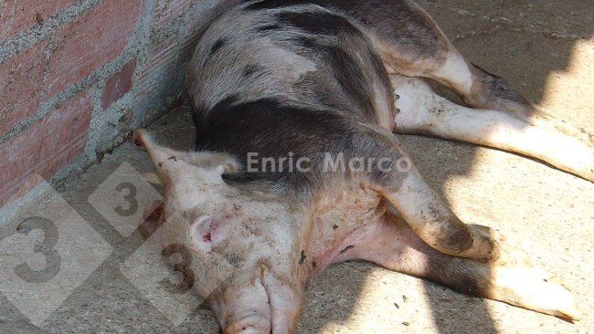 Fot. 1. Świnia, która padła w wyniku zakażenia Actinobacillus pleuropneumoniae.