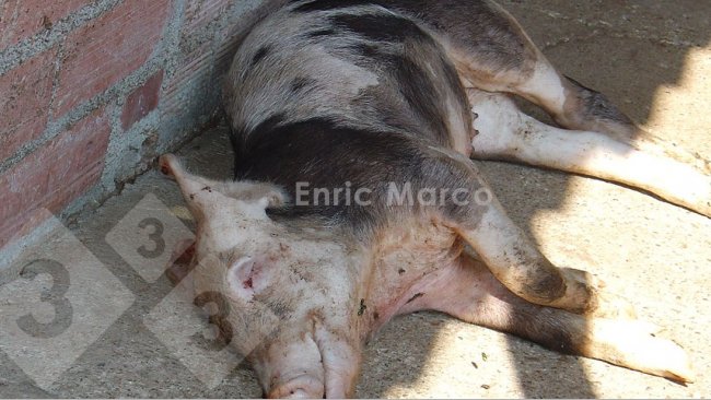 Fot. 1. Świnia, kt&oacute;ra padła w wyniku zakażenia Actinobacillus pleuropneumoniae.
