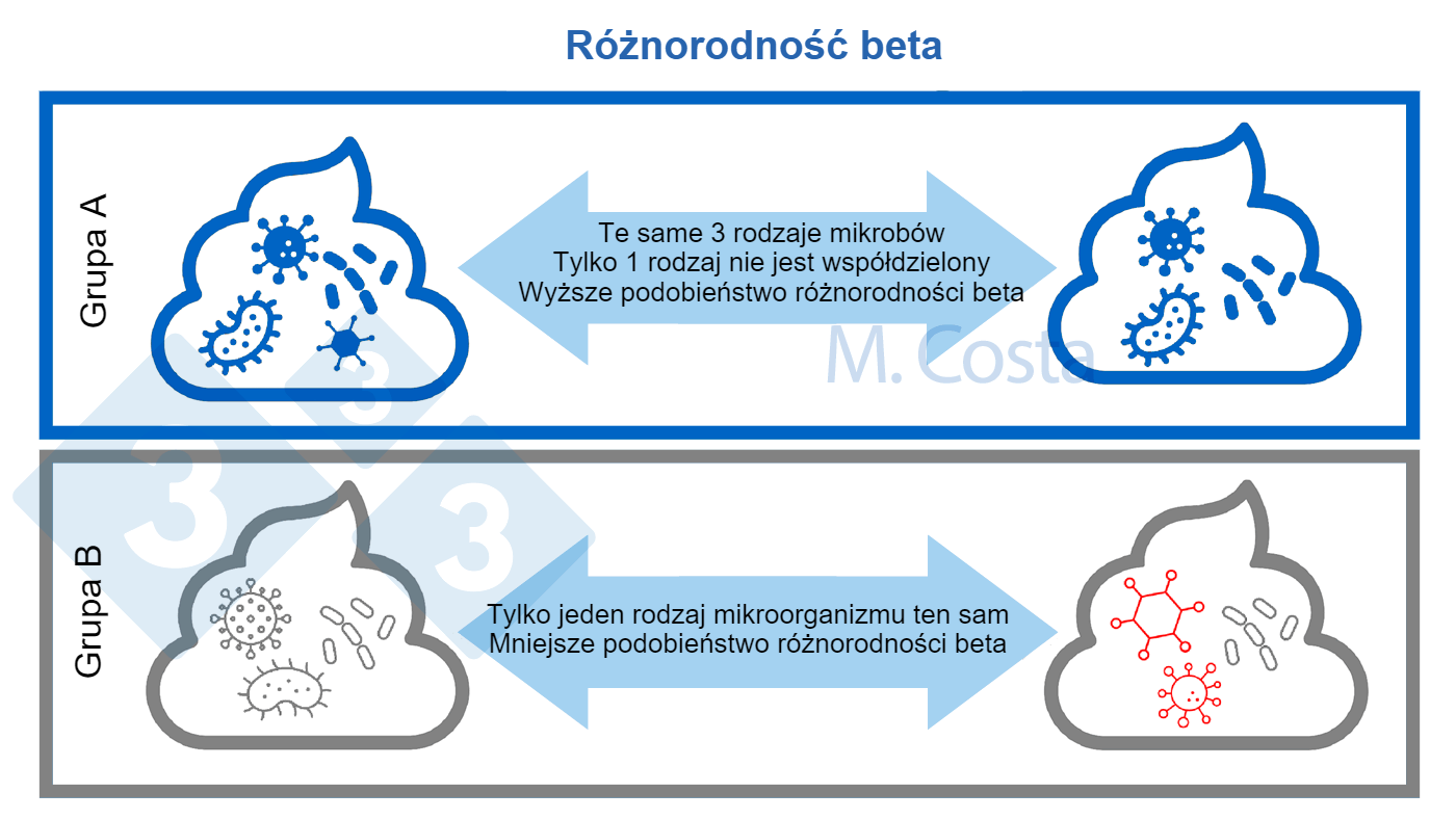 <p>Schemat 3. Zrozumienie zmian w składzie mikrob&oacute;w pomiędzy pr&oacute;bkami (r&oacute;żnorodność beta). Bardziej podobna społeczność mikrobiologiczna dzieli więcej typ&oacute;w mikrob&oacute;w pomiędzy pr&oacute;bkami. Zazwyczaj przy obliczaniu wskaźnika r&oacute;żnorodności beta bierze się pod uwagę inne aspekty (takie jak związki genetyczne między mikrobami).</p>
