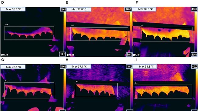 Ryc.2. Obrazy termograficzne lewego gruczołu mlekowego loch dla (A) grupy 1 ciąży (zdrowej), (B) grupy ciąży 1 (klinicznie podejrzanej), (C) grupy ciąży 1 (chorej), (D) grupy ciąży 2 (zdrowej), (E) grupy ciąży 2 (klinicznie podejrzanej), (F) grupa ciąży 2 (chora), (G) grupa ciąży 3 (zdrowa), (H) grupa ciąży 3 (klinicznie podejrzana), (I) grupa ciąży 3 (chora), (J) grupa ciąży 4 (zdrowa), (K) grupa ciąży 4 (klinicznie podejrzana) i (L) grupa ciąży 4 (chora). Czerwony trójkąt wewnątrz prostokąta na obrazie pokazuje pozycję piksela o najwyższej temperaturze (patrz Maksymalna temperatura w lewym górnym rogu obrazu). (Rysunek został stworzony za pomocą BioRender.com)