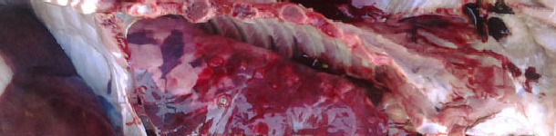 Zmiany w płucach świni