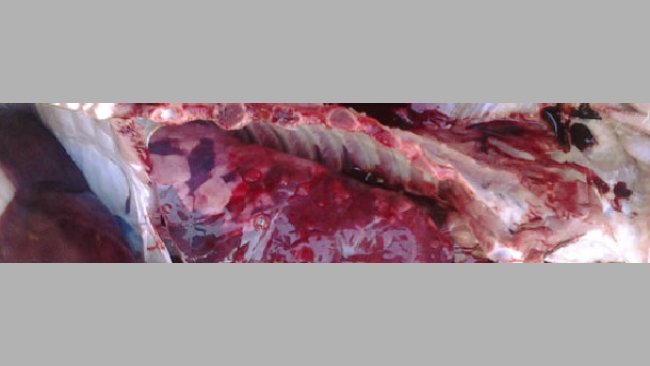 Zmiany w płucach świni