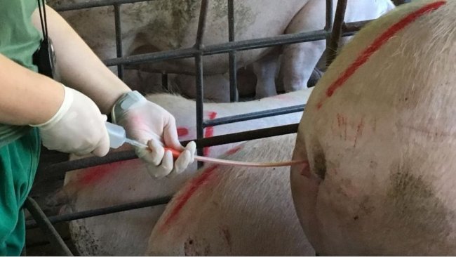 Sztuczna inseminacja